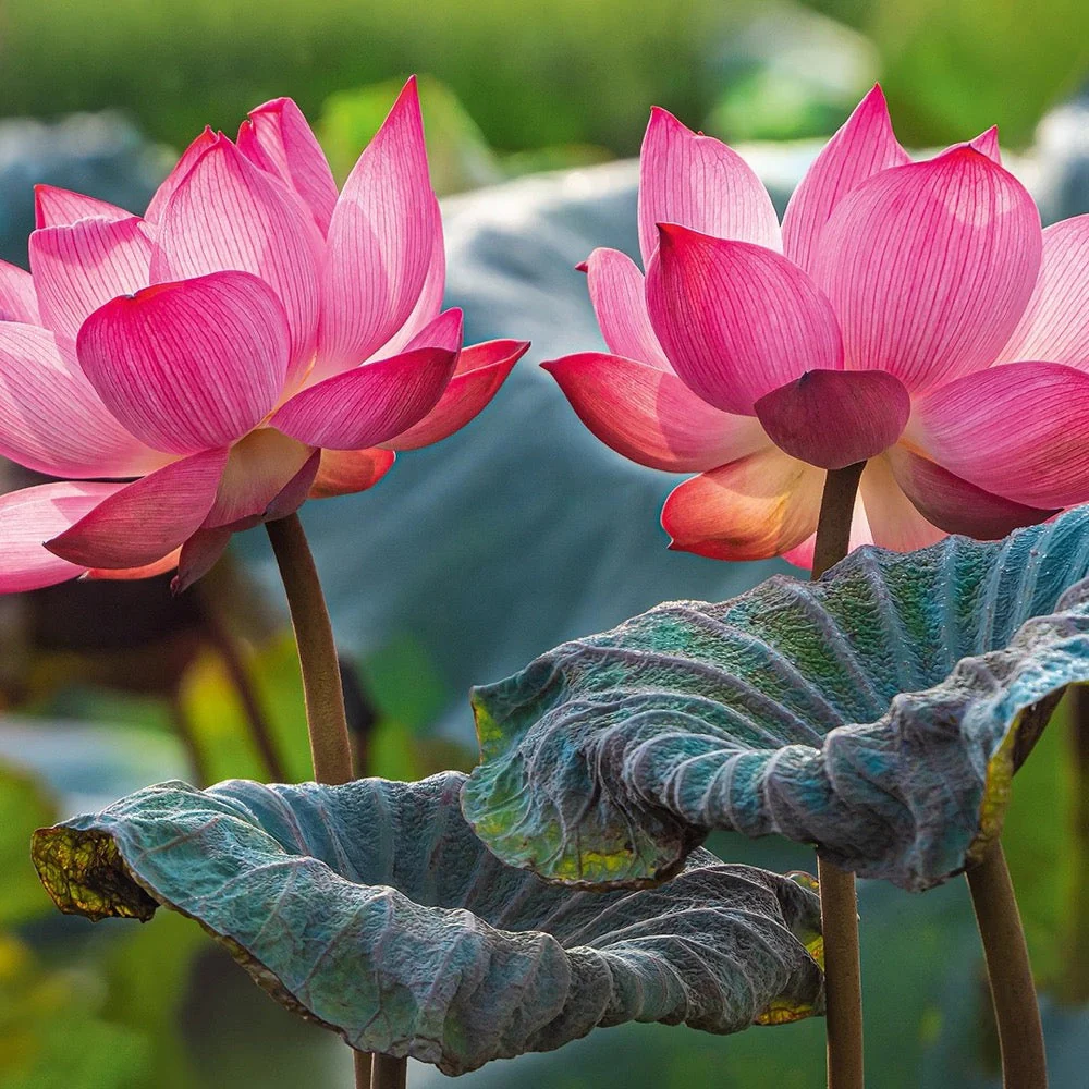 Cherry Pazzi 20012 Pink Lotus Flowers 500pc Jigsaw Puzzle - Image 5