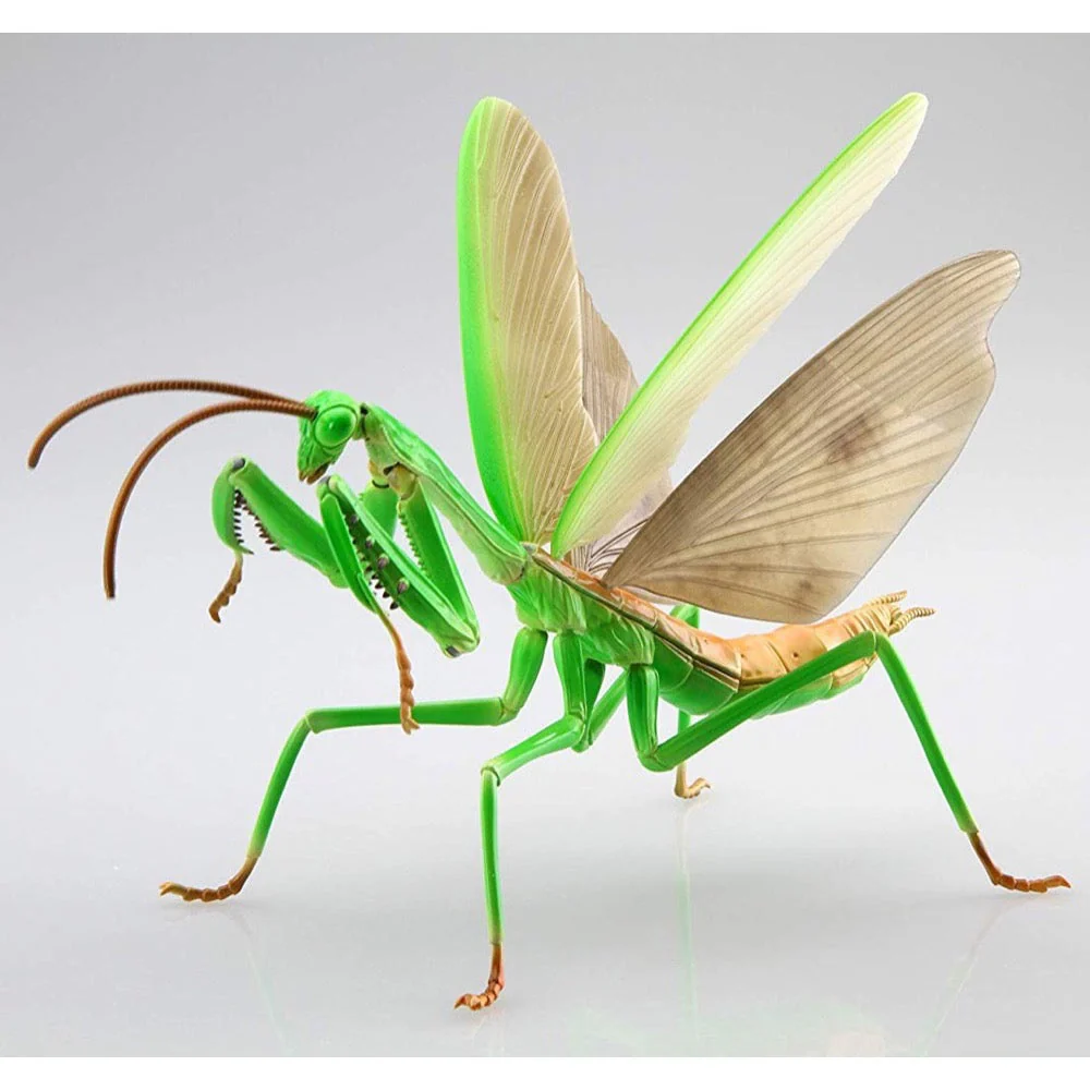 Fujimi Biology Edition Big Mantis FI No.23 - Image 4