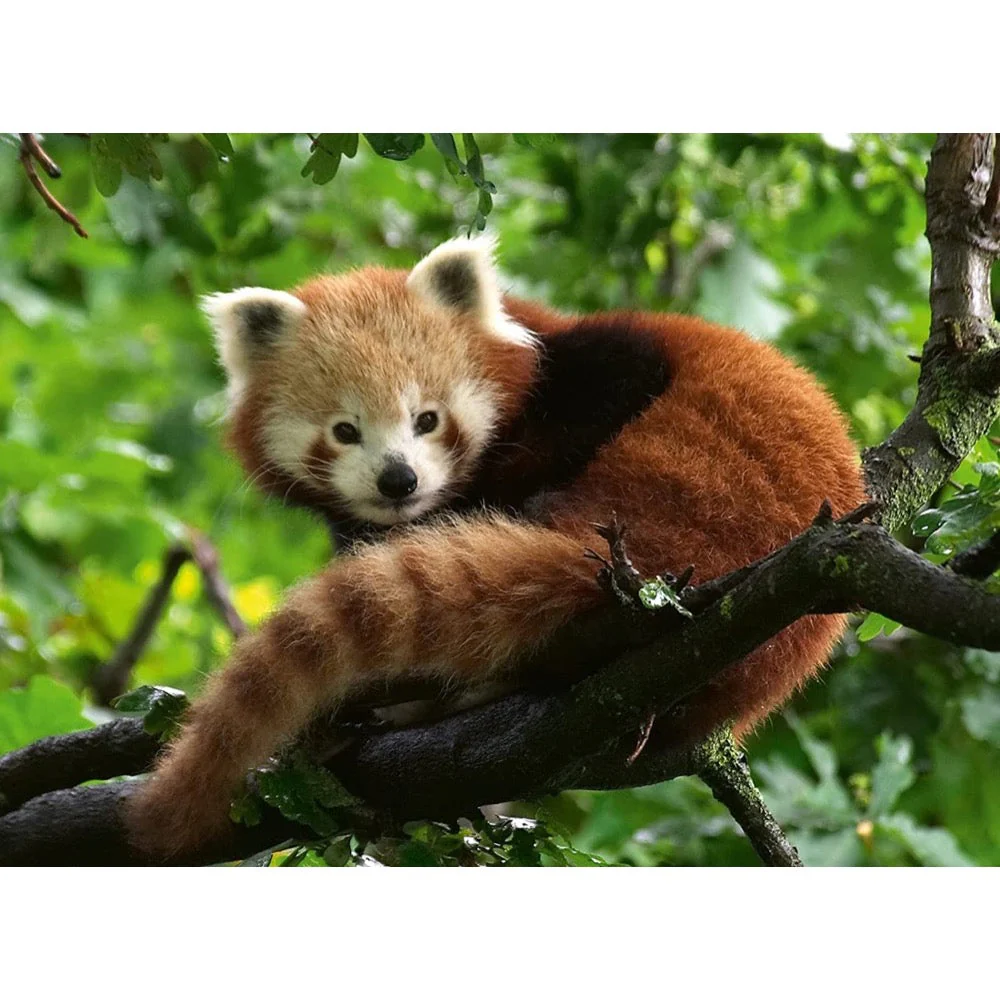 Ravensburger 00369-4 Red Panda Photo 500pc Jigsaw Puzzle - Image 2