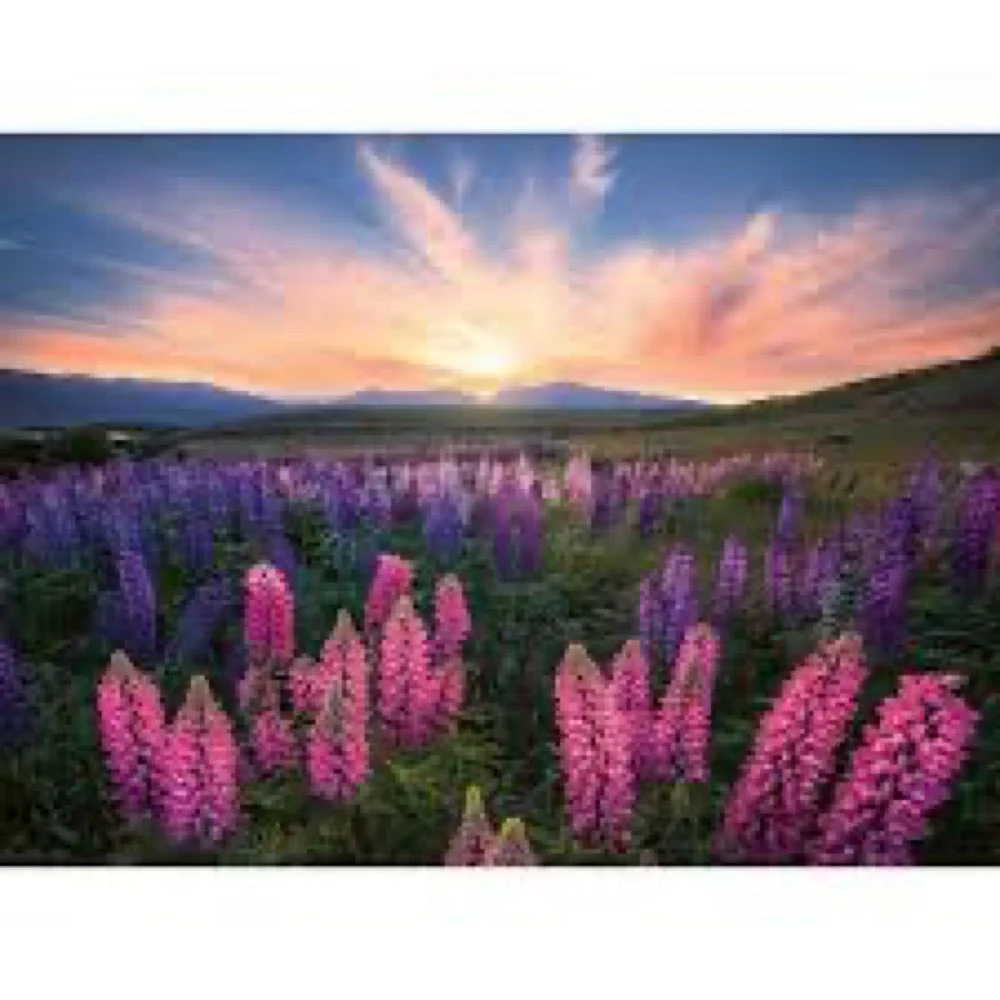 Ravensburger 00688-6 Lupines 500pc Jigsaw Puzzle - Image 2