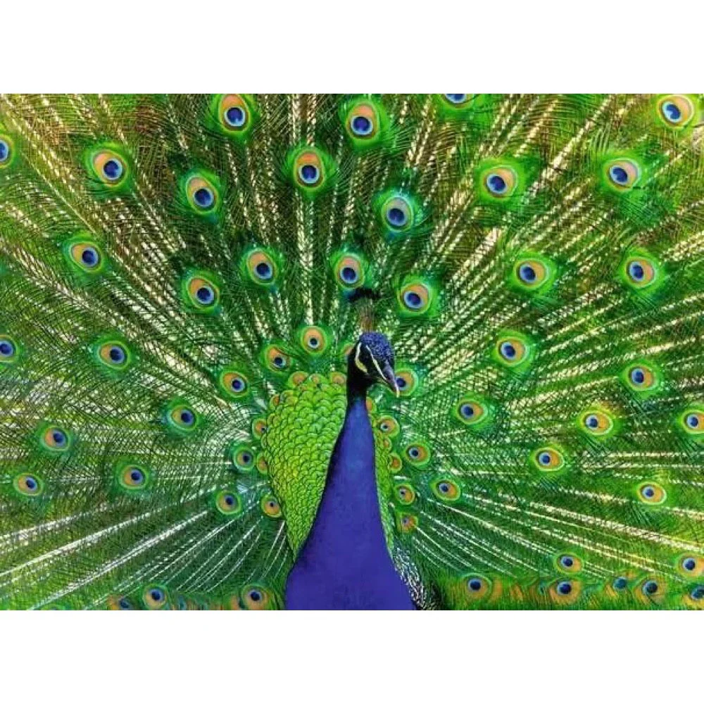 Ravensburger 01332-7 Peacock Puzzle 500pc Jigsaw Puzzle - Image 2